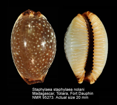 Staphylaea staphylaea nolani.jpg - Staphylaea staphylaea nolani Lorenz,1989